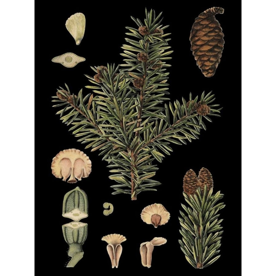 Small Dramatic Conifers I Poster Print - Studio Vision-VARPDX38410D Image 1