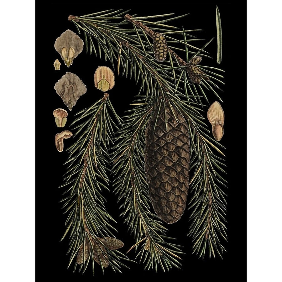 Small Dramatic Conifers III Poster Print - Studio Vision-VARPDX38412D Image 1