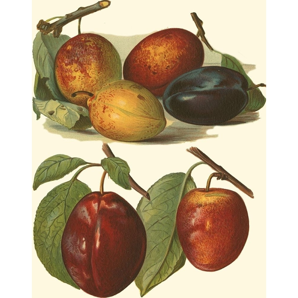 Plum Varieties I Poster Print - John Wright-VARPDX38548D Image 1