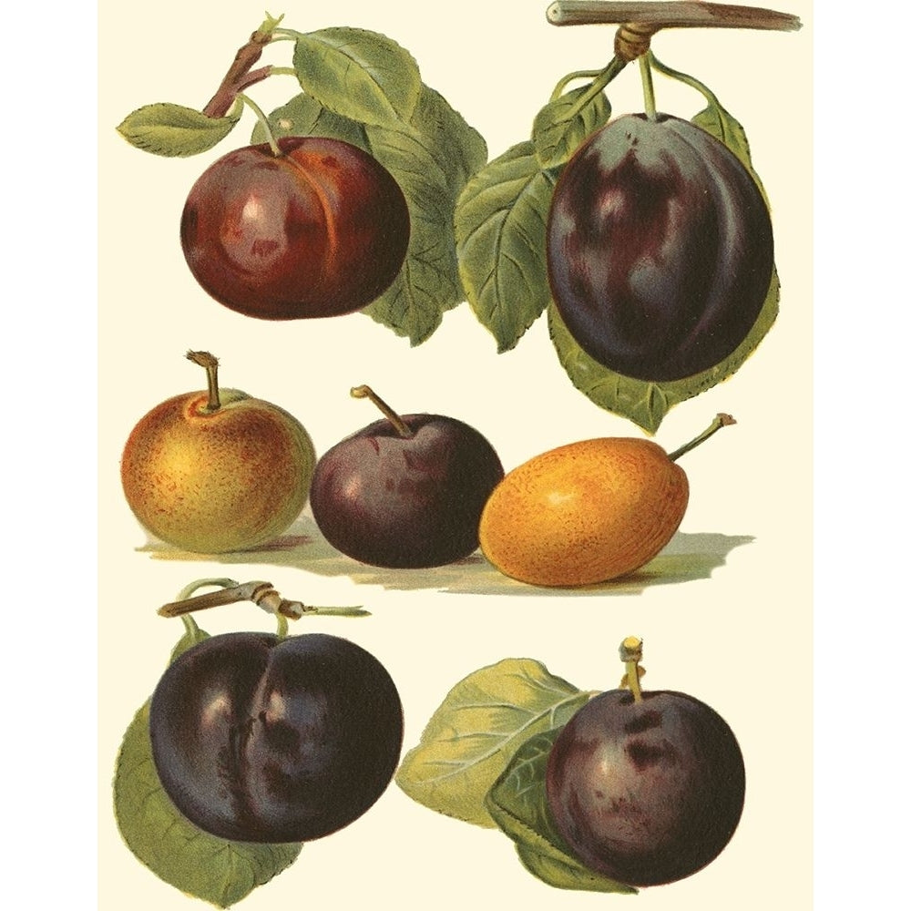 Plum Varieties II Poster Print - John Wright-VARPDX38549D Image 1