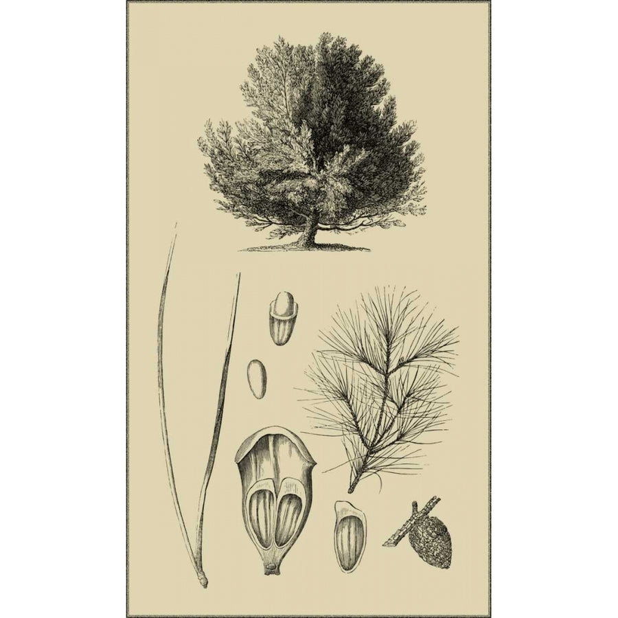 Arbor Study V Poster Print - Studio Vision-VARPDX38574D Image 1