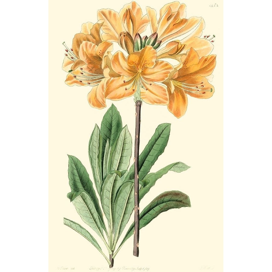 Golden Beauty II Poster Print - Sydenham Edwards-VARPDX38577D Image 1