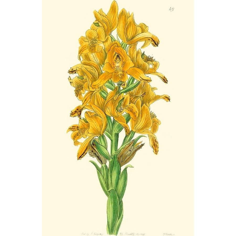 Golden Beauty IV Poster Print - Sydenham Edwards-VARPDX38579D Image 1