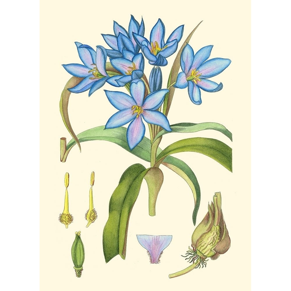 Periwinkle Blooms III Poster Print - Curtis-VARPDX38604D Image 1