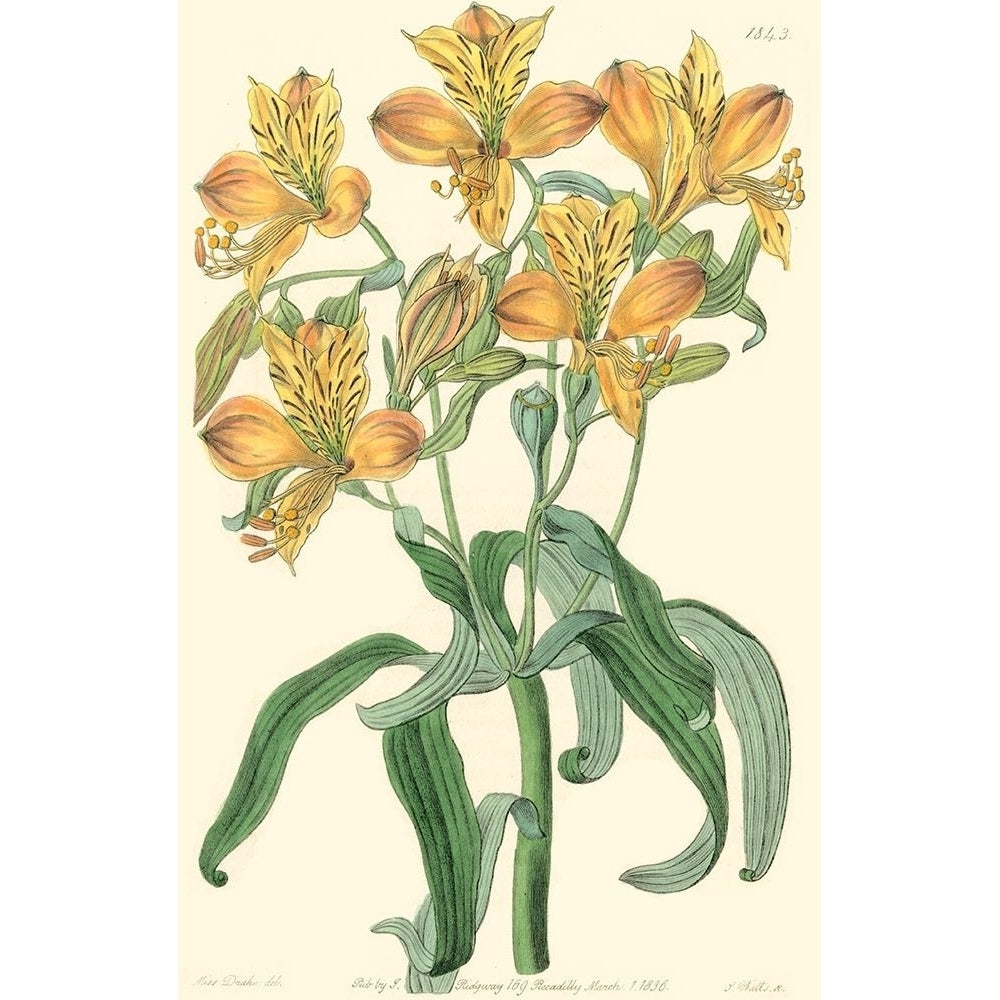 Golden Beauty III Poster Print - Sydenham Edwards-VARPDX38578D Image 1