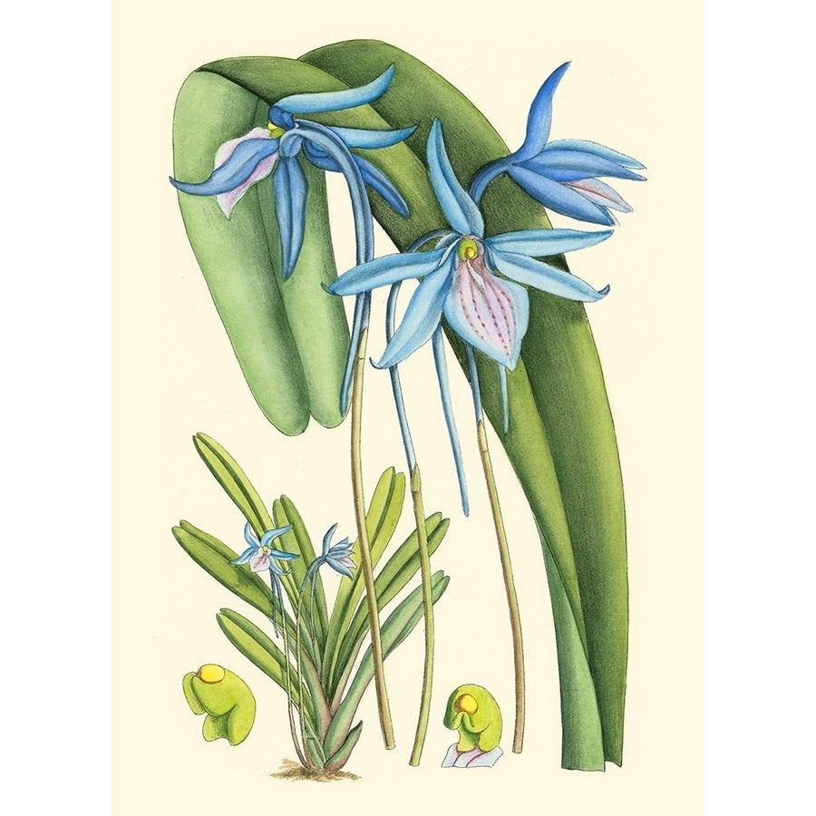 Periwinkle Blooms IV Poster Print - Curtis-VARPDX38605D Image 1