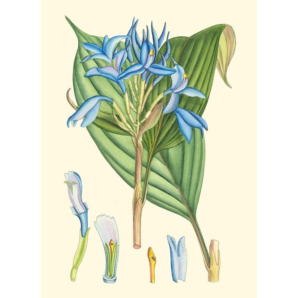 Periwinkle Blooms I Poster Print - Curtis-VARPDX38602D Image 1