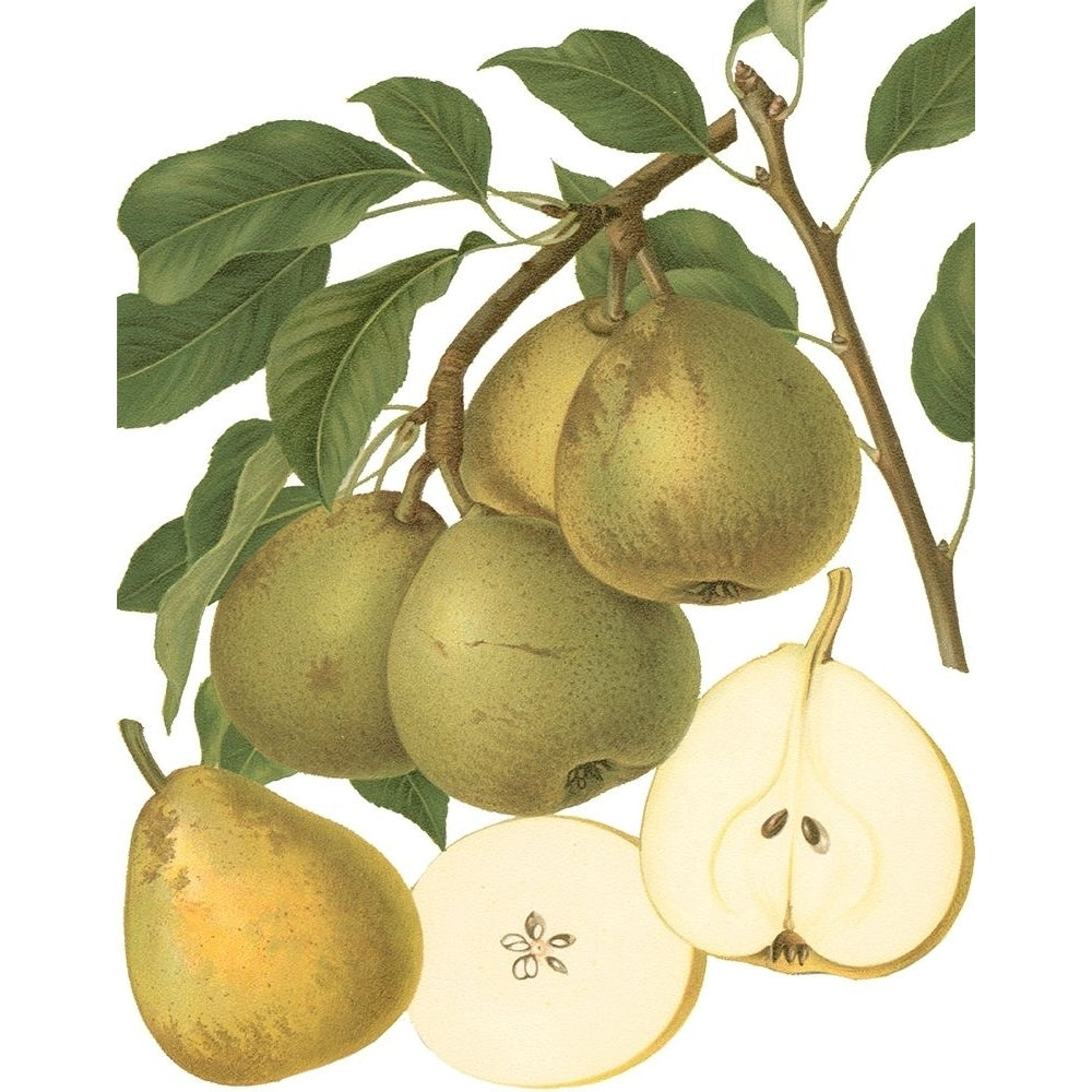 Pear Varieties II Poster Print - Studio Vision-VARPDX38646D Image 1