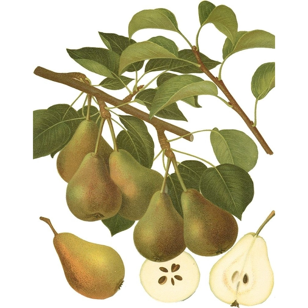 Pear Varieties III Poster Print - Studio Vision-VARPDX38647D Image 1