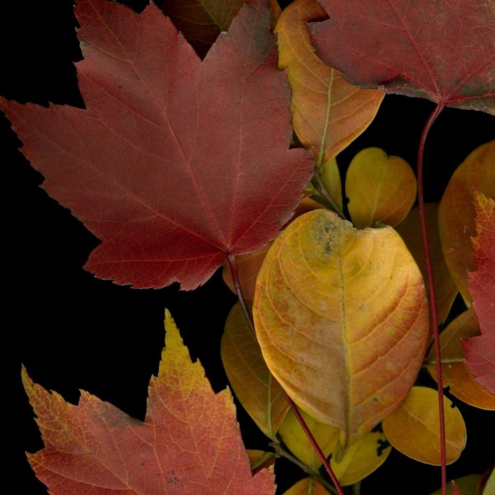 Small Vivid Leaves IV Poster Print - Studio Vision-VARPDX38864D Image 1