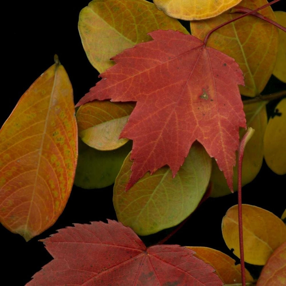 Small Vivid Leaves III Poster Print - Studio Vision-VARPDX38863D Image 1