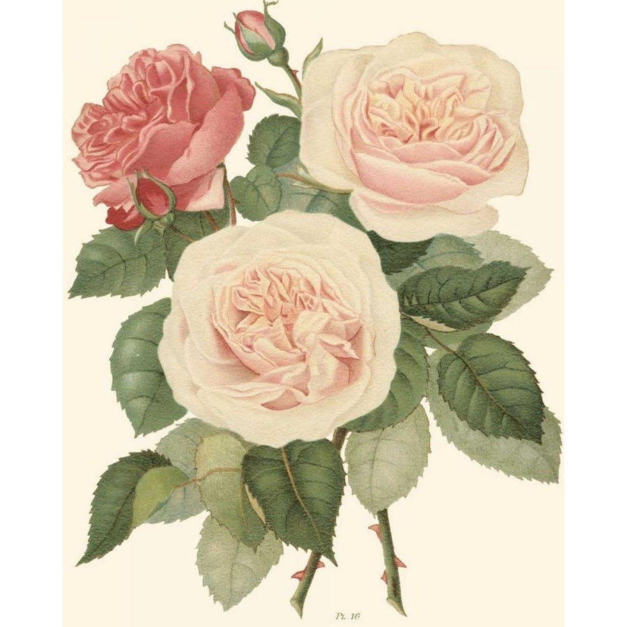 Vintage Roses II Poster Print - Studio Vision-VARPDX39122D Image 1