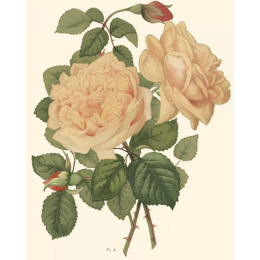 Vintage Roses III Poster Print - Studio Vision-VARPDX39123D Image 1