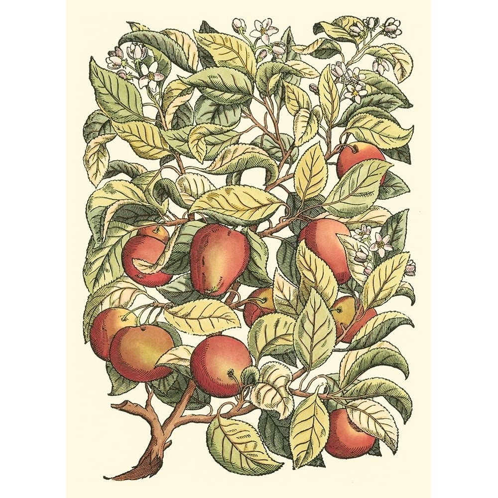 Apple Tree Branch Poster Print - Monceau Duhamel du-VARPDX39282D Image 1