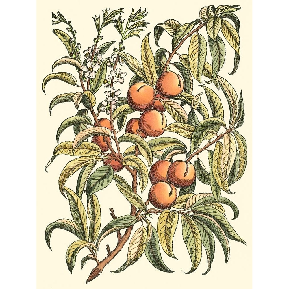 Peach Tree Branch Poster Print - Monceau Duhamel du-VARPDX39285D Image 1