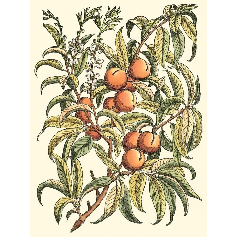 Peach Tree Branch Poster Print - Monceau Duhamel du-VARPDX39285D Image 1