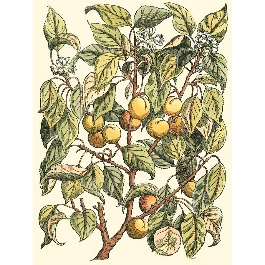 Apricot Tree Branch Poster Print - Monceau Duhamel du-VARPDX39284D Image 1