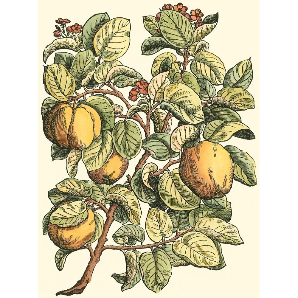 Quince Tree Branch Poster Print - Monceau Duhamel du-VARPDX39286D Image 1