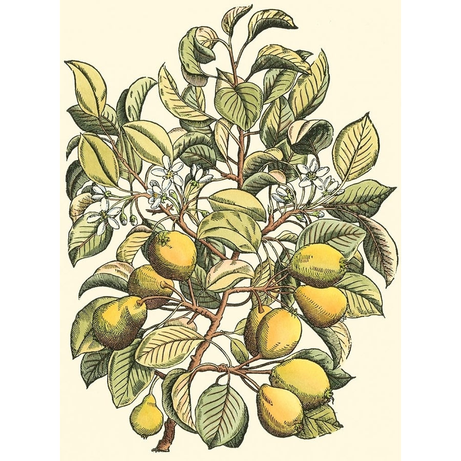 Pear Tree Branch Poster Print - Monceau Duhamel du-VARPDX39283D Image 1