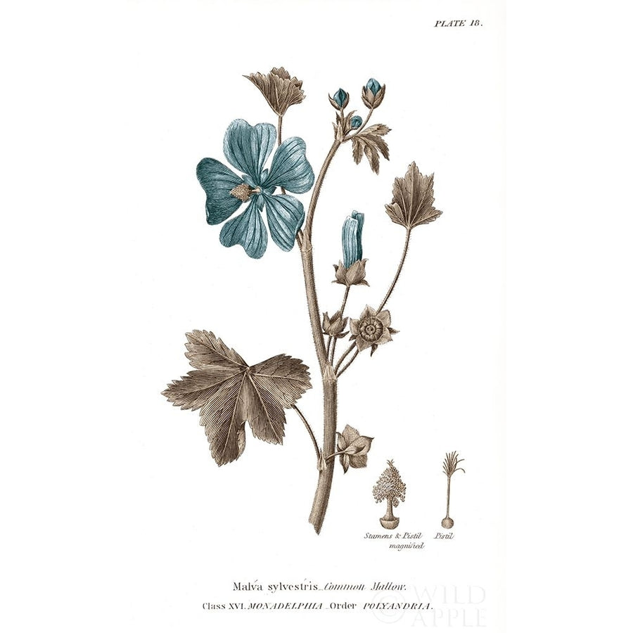 Conversations on Botany VII on White with Blue Poster Print by Wild Apple Portfolio-VARPDX39331 Image 1