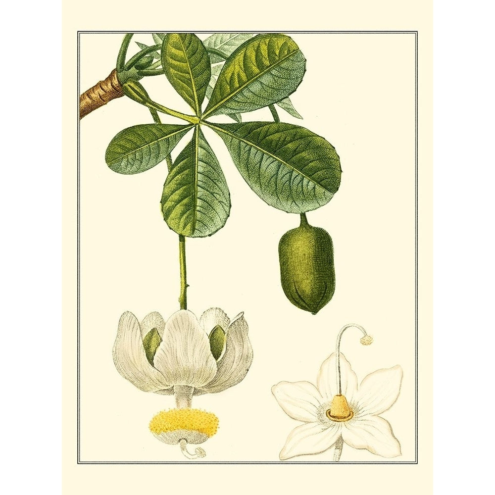 Turpin Tropicals II Poster Print - Turpin-VARPDX39354D Image 1