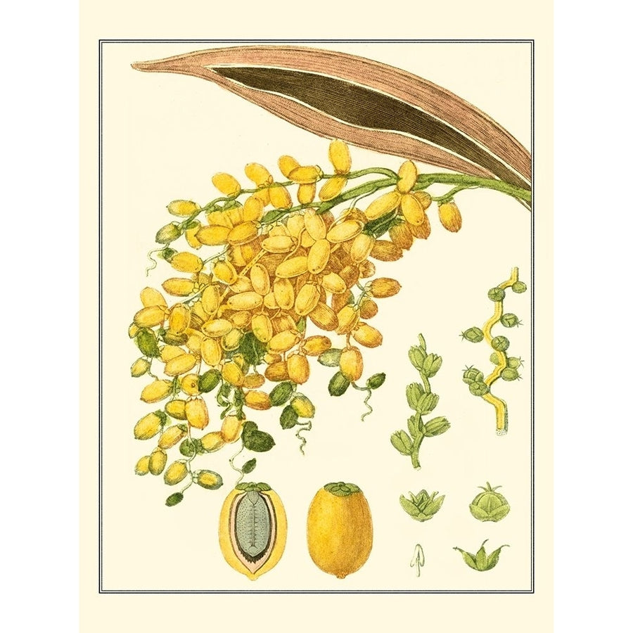 Turpin Tropicals VIII Poster Print - Turpin-VARPDX39360D Image 1