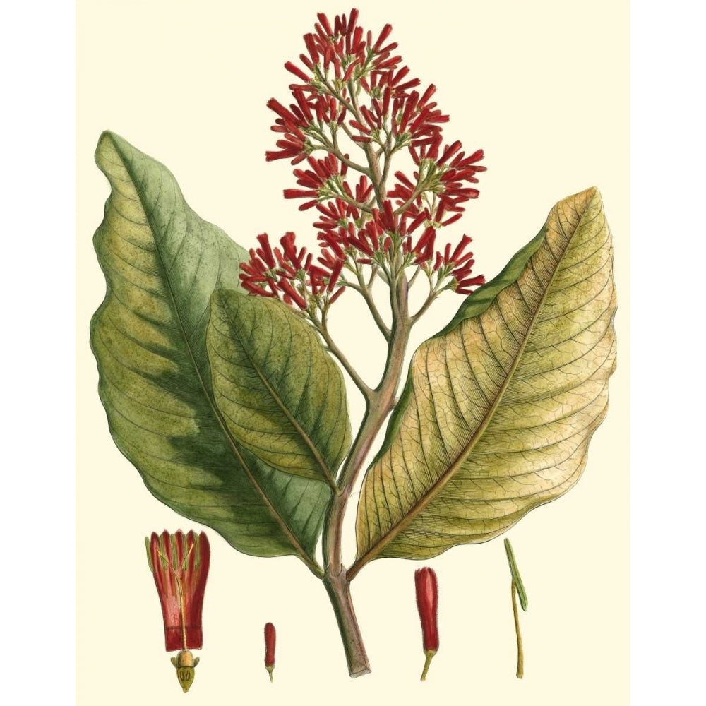 Crimson Botanical II Poster Print - Hierseman-VARPDX39388D Image 1