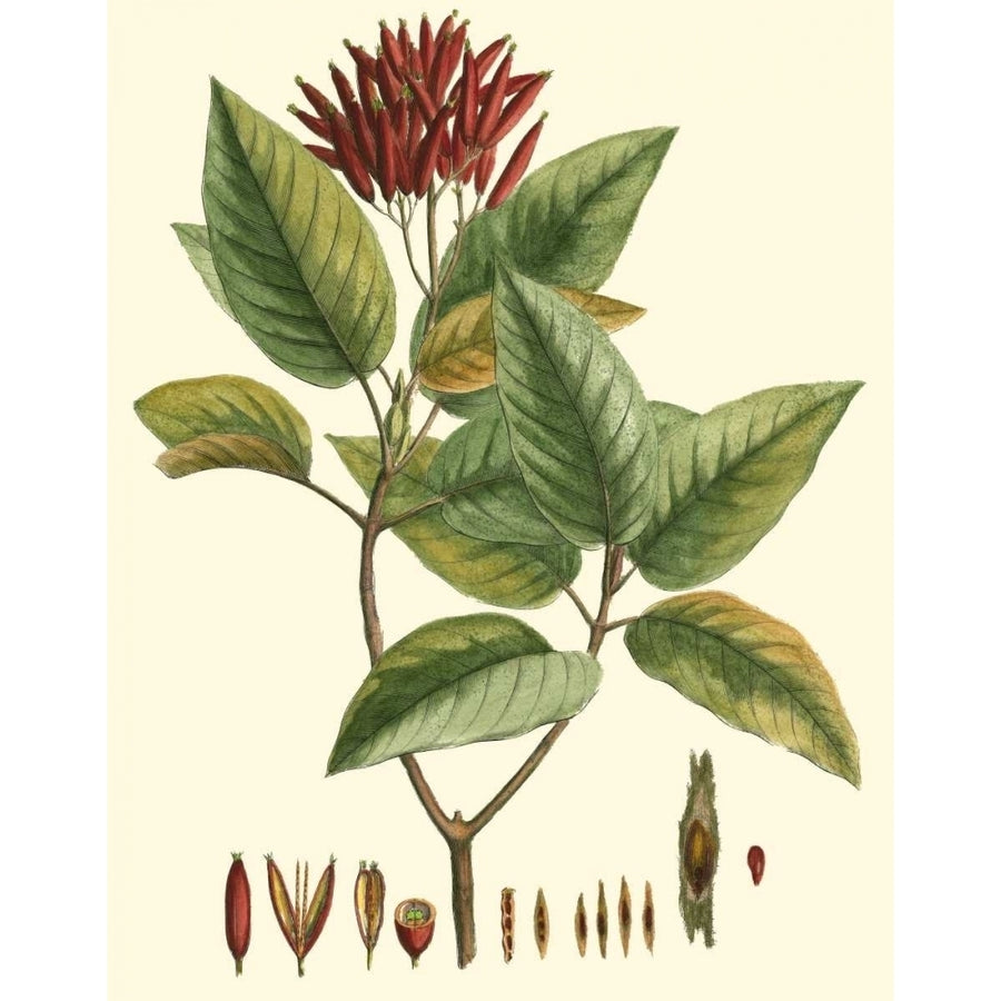 Crimson Botanical IV Poster Print - Hierseman-VARPDX39390D Image 1