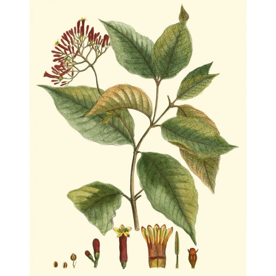 Crimson Botanical I Poster Print - Hierseman-VARPDX39387D Image 1