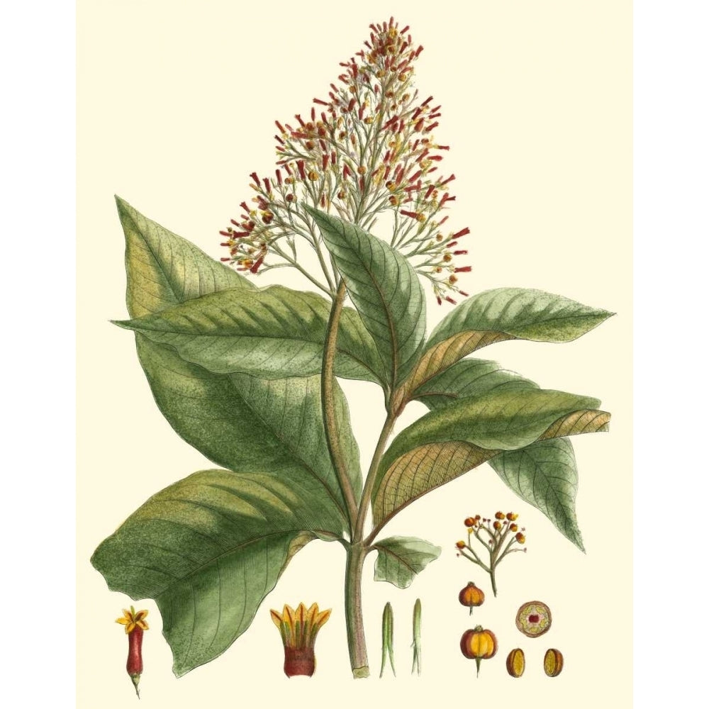 Crimson Botanical III Poster Print - Hierseman-VARPDX39389D Image 1