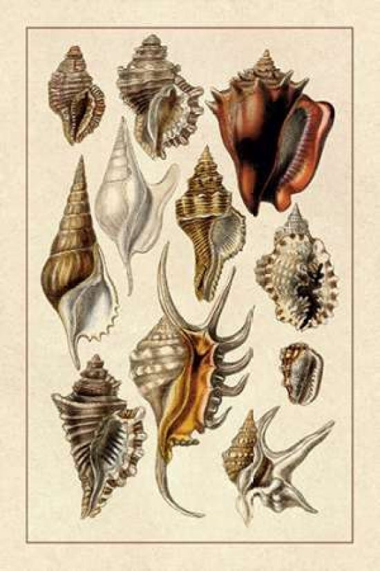 Shells: Trachelipoda 5 Poster Print by G.B. Sowerby-VARPDX394507 Image 1