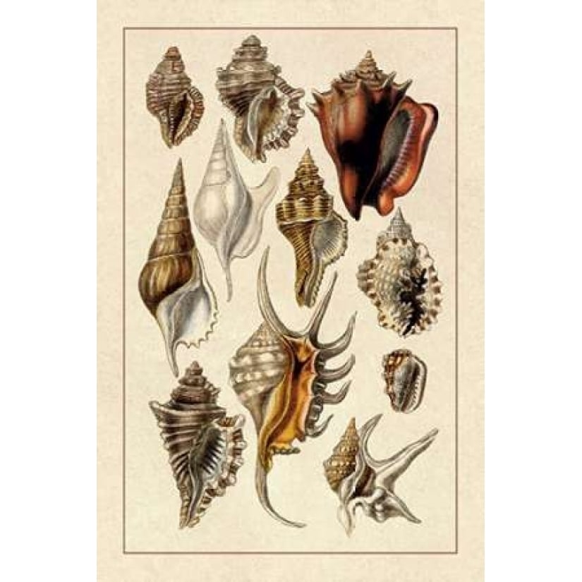 Shells: Trachelipoda 5 Poster Print by G.B. Sowerby-VARPDX394507 Image 2