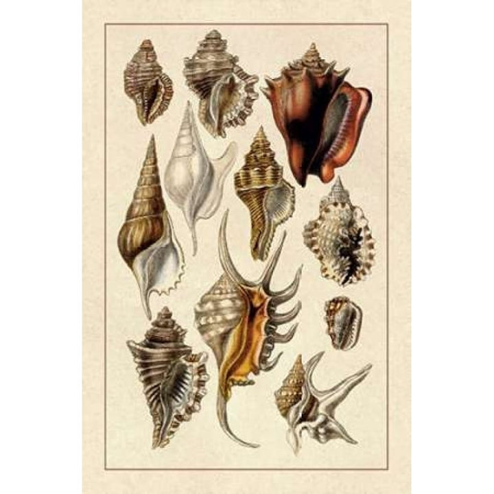 Shells: Trachelipoda 5 Poster Print by G.B. Sowerby-VARPDX394507 Image 1