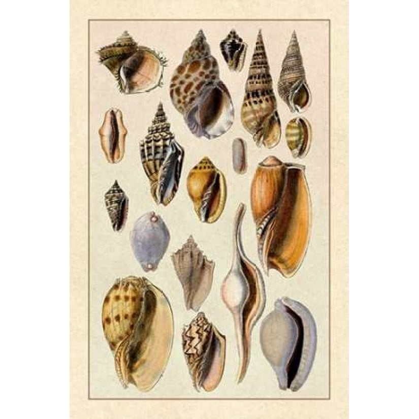 Shells: Trachelipoda 6 Poster Print by G.B. Sowerby-VARPDX394509 Image 2