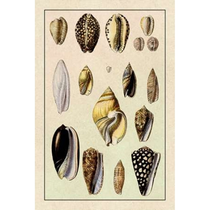 Shells: Convoltae and Orthocerata Poster Print by G.B. Sowerby-VARPDX394510 Image 1