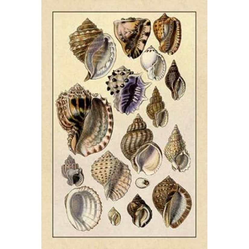 Shells: Purpurifera Poster Print by G.B. Sowerby-VARPDX394508 Image 1