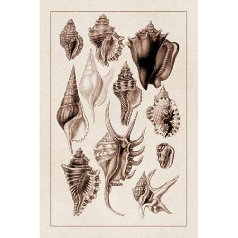 Shells: Trachelipoda 5-VARPDX394525 Image 1