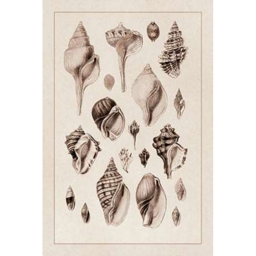 Shells: Sessile Cirripedes 3-VARPDX394531 Image 2