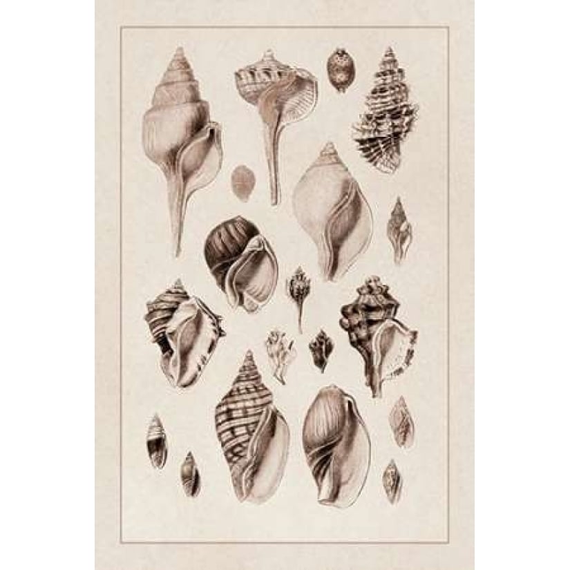 Shells: Sessile Cirripedes 3-VARPDX394531 Image 1