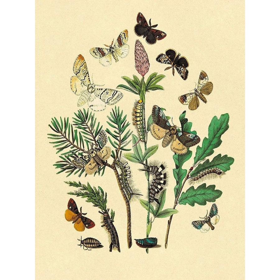 Moths: O. Gonostigma D. Pudibunda et al. Poster Print by W. F. Kirby-VARPDX394555 Image 1