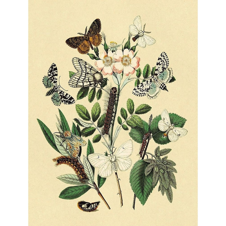 Moths: L. Salicis O. Dispar et al. Poster Print by W. F. Kirby-VARPDX394556 Image 1