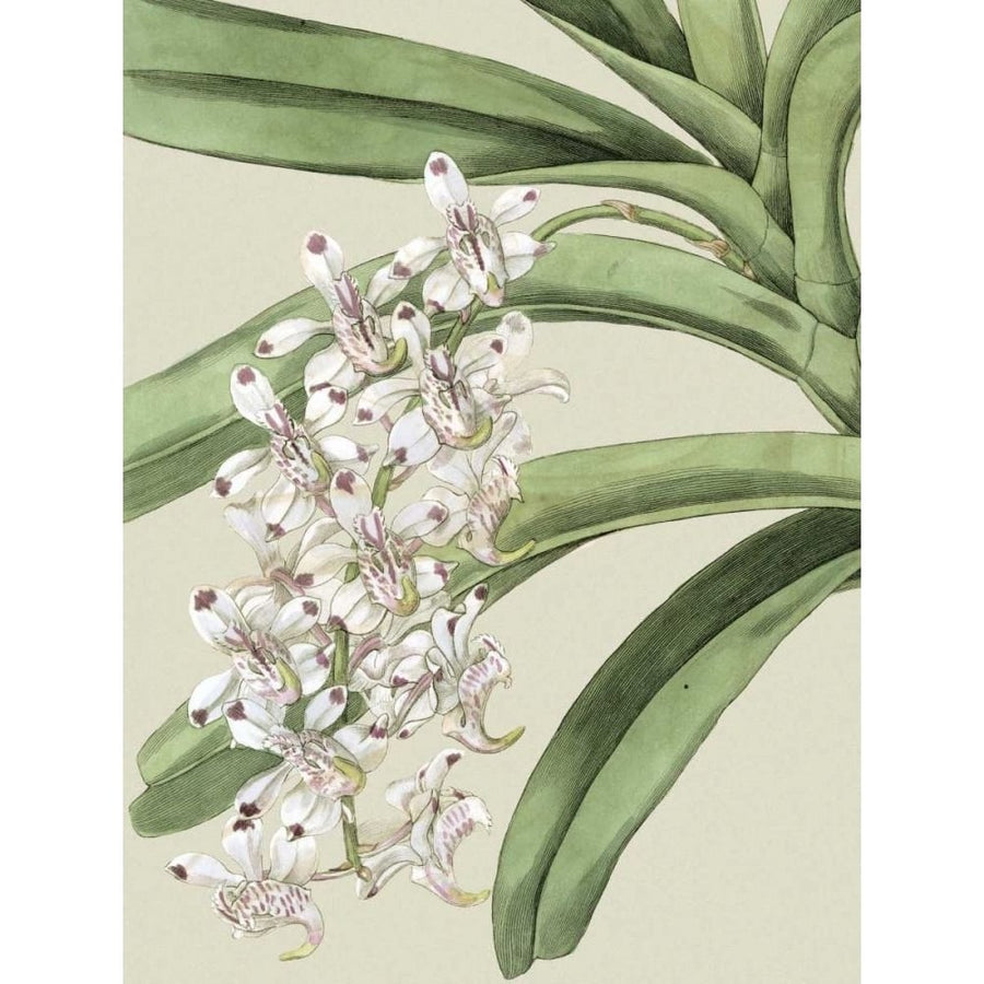 Small Orchid Blooms I Poster Print - Studio Vision-VARPDX39475D Image 1