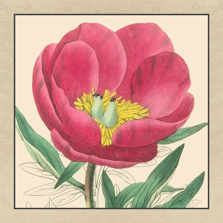 Small Peony Collection I Poster Print - Studio Vision-VARPDX39485D Image 1