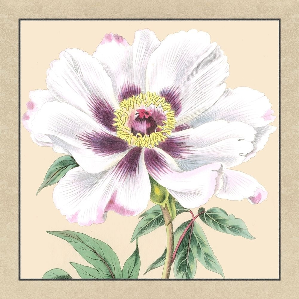 Small Peony Collection VI Poster Print - Studio Vision-VARPDX39490D Image 1