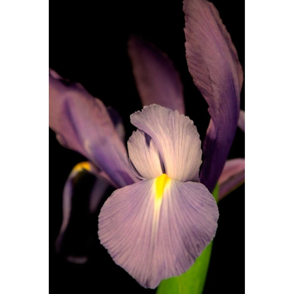 Small Sweet Iris II Poster Print - Renee W. Stramel-VARPDX39565D Image 1