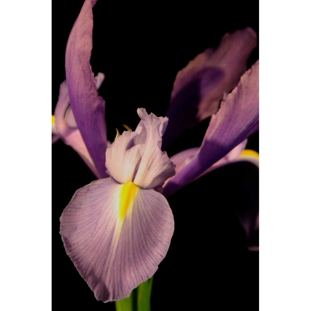 Small Sweet Iris I Poster Print - Renee W. Stramel-VARPDX39564D Image 1