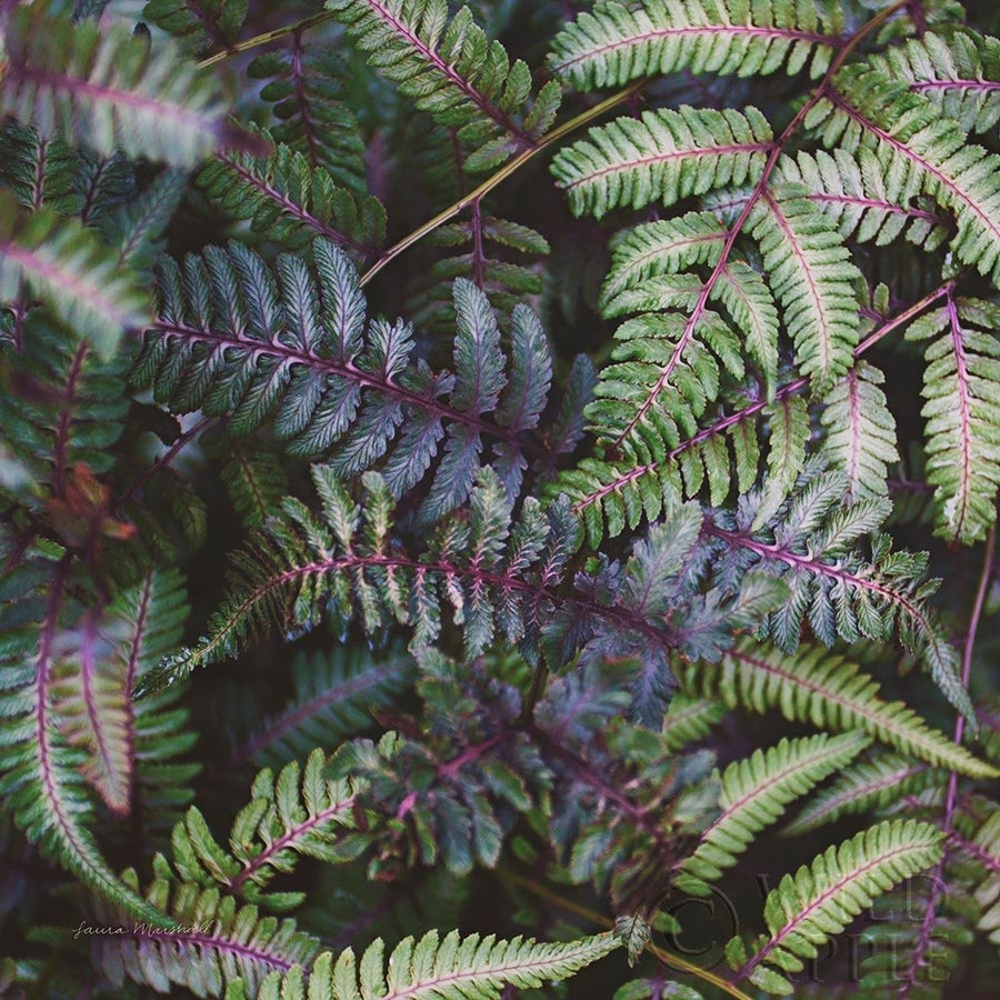 Funky Ferns V Poster Print by Laura Marshall-VARPDX39649 Image 1