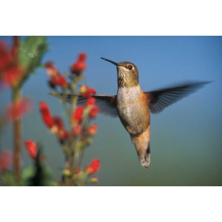 Rufous Hummingbird feeding on the nectar of a Desert Figwort Mexico Poster Print by Tim Fitzharris-VARPDX396837 Image 2