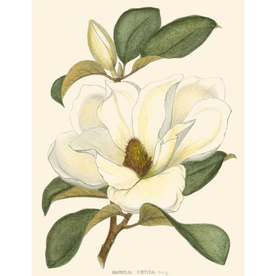 Magnolia Poster Print - John Silva-VARPDX39747D Image 1