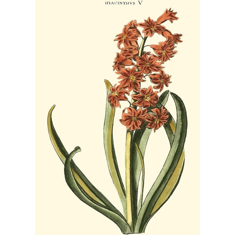 Antique Hyacinth V Poster Print - Christopher J. Trew-VARPDX39752D Image 1